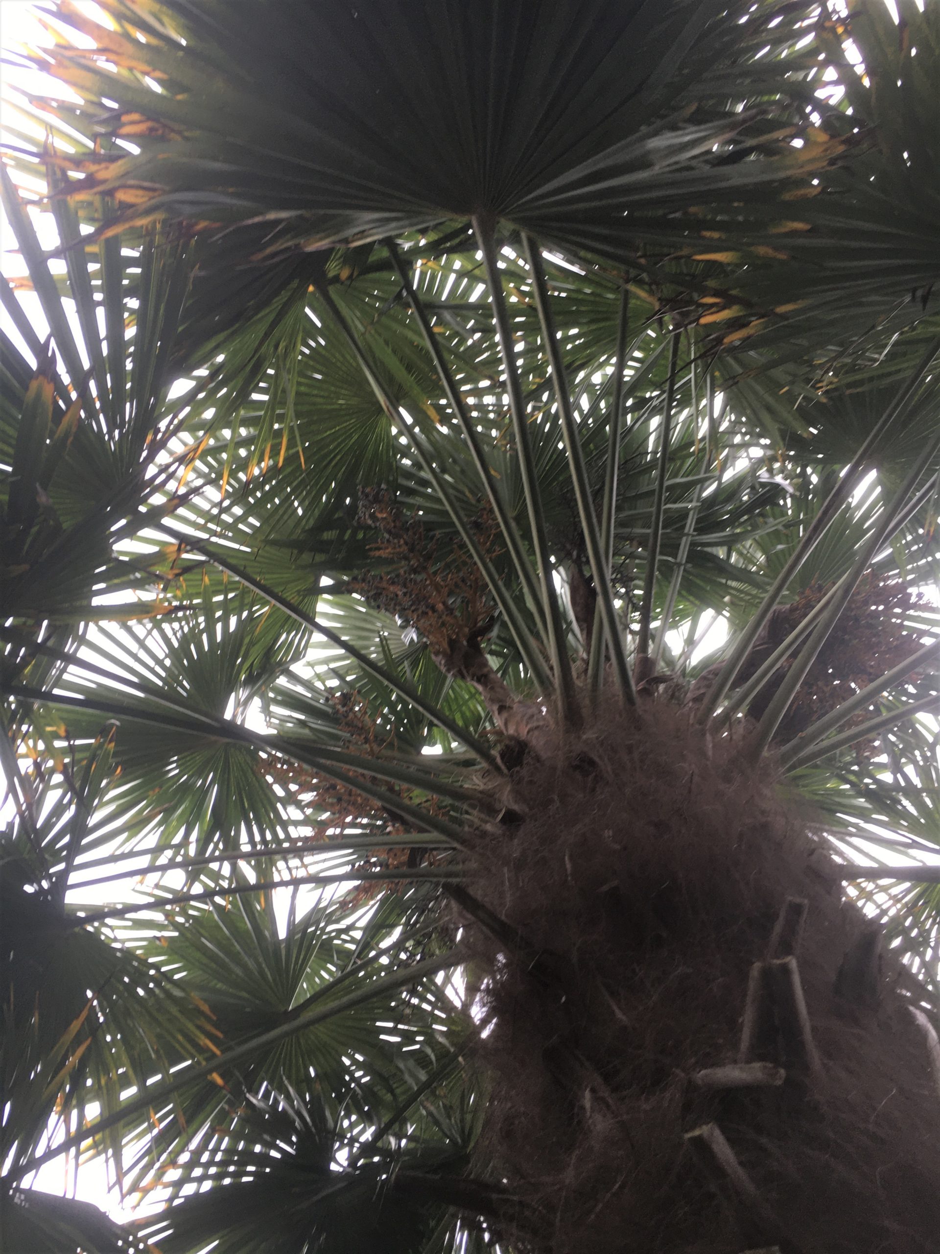palmier zoom